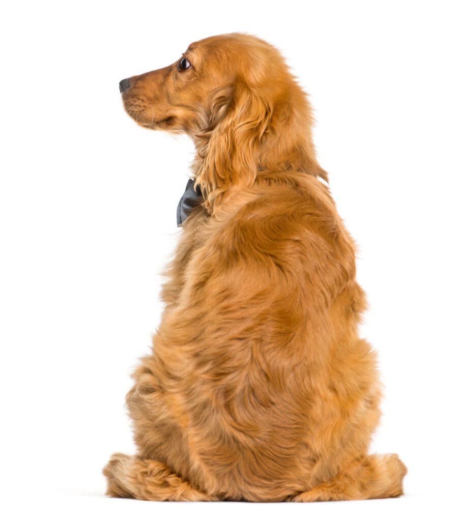 English Cocker Spaniel sitting in front of white background