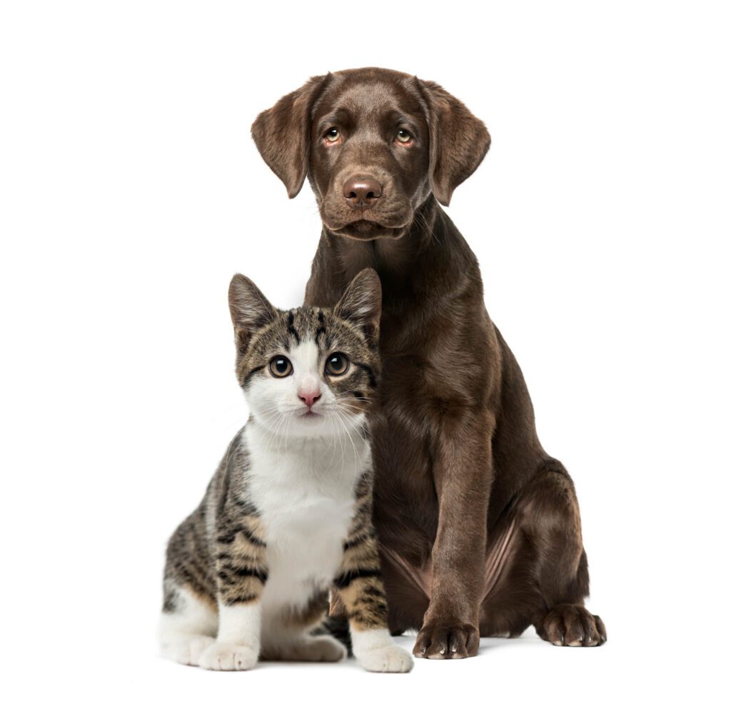 Puppy Labrador Retriever sitting, kitten domestic cat sitting